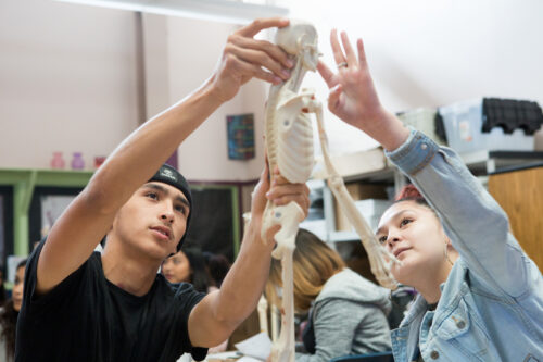 High school students working with a replica human skeleton